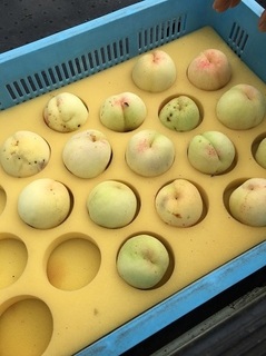 無農薬の桃
