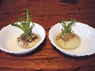 20111120-3.jpg