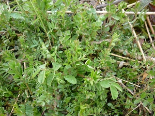 20120408-3.jpg