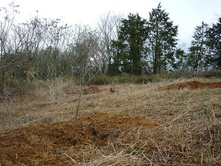 20120408.jpg