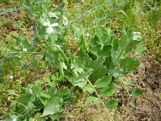 20120429-2.jpg