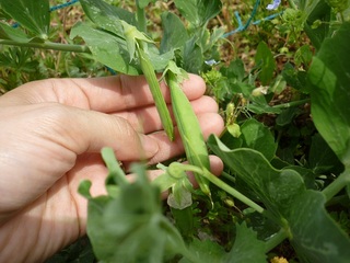 20120429-3.jpg