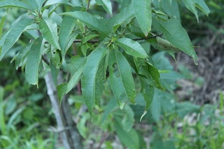20120712-2.jpg