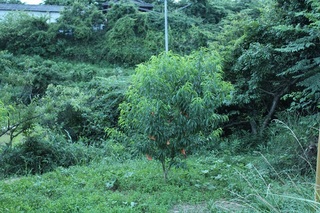 20120712-3.jpg