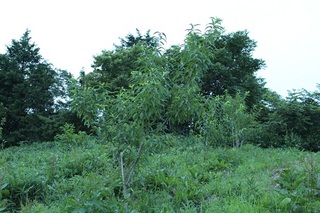 20120712.jpg