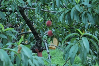 20120713.jpg